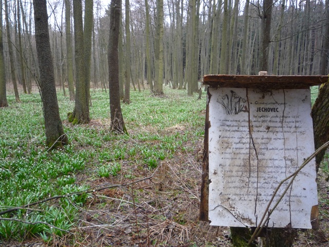 Bleduliště 4